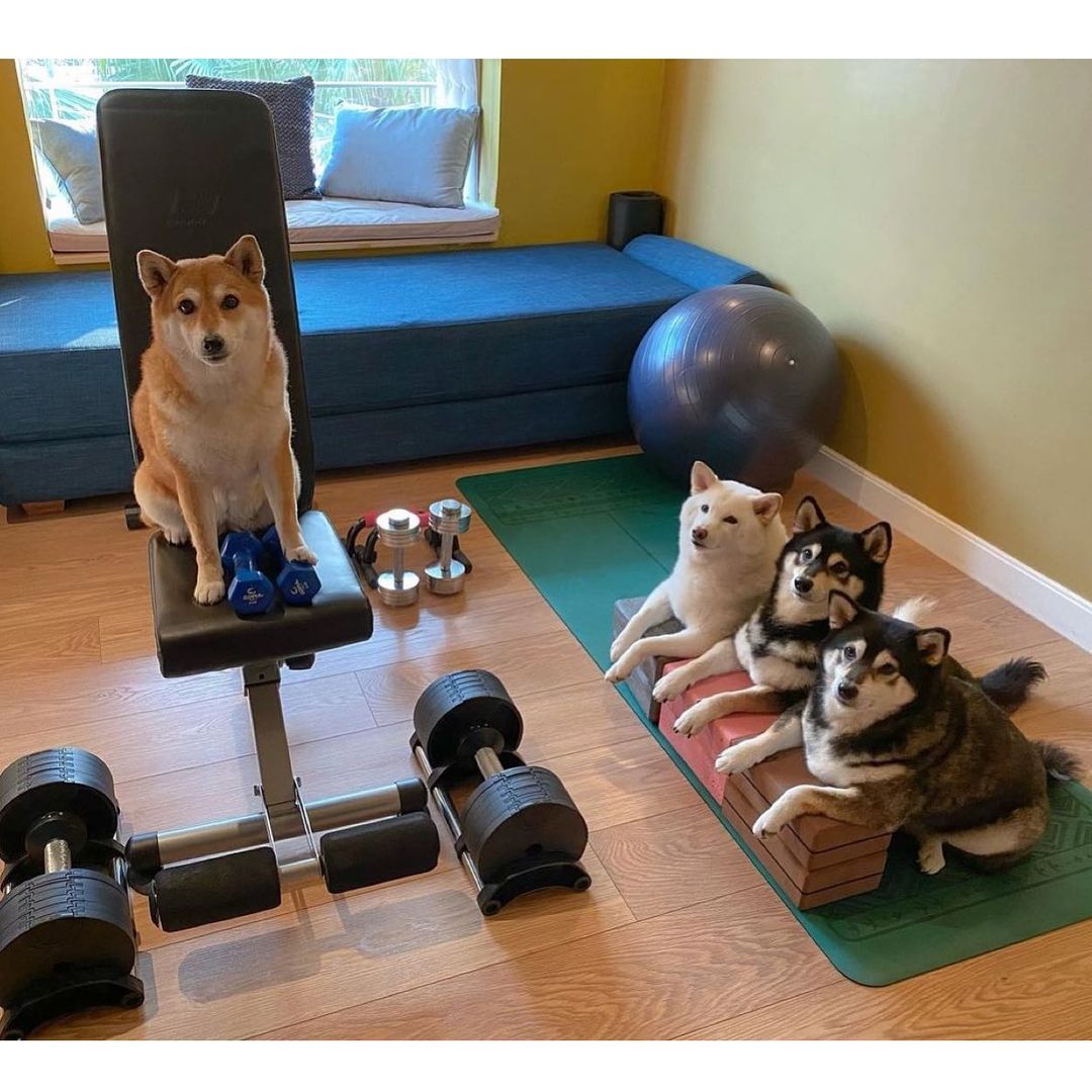 如何饲养柴犬视频讲座,怎么喂养柴犬胖乎乎