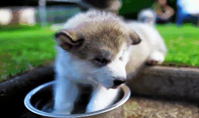 狗狗的尿液是黄色的是怎么回事,狗狗尿液黄舌头白不进食没精神