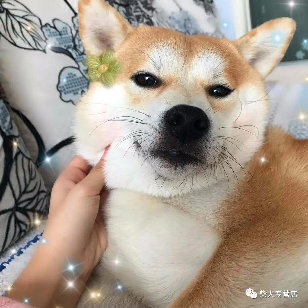 柴犬的4大缺点劝你别养,养柴犬的5个好处你不动心吗