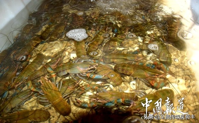 渝北澳洲淡水龙虾,上海澳洲淡水龙虾