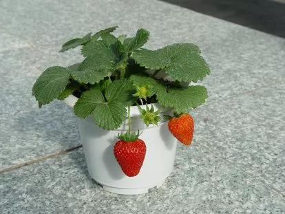 盆栽草莓叶子边缘干枯要剪掉吗,草莓叶子边缘干枯有什么办法补救