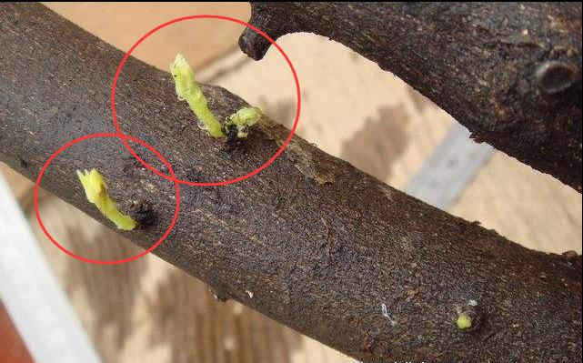 金弹子生桩好成活吗,金弹子生桩回芽后重新缠膜