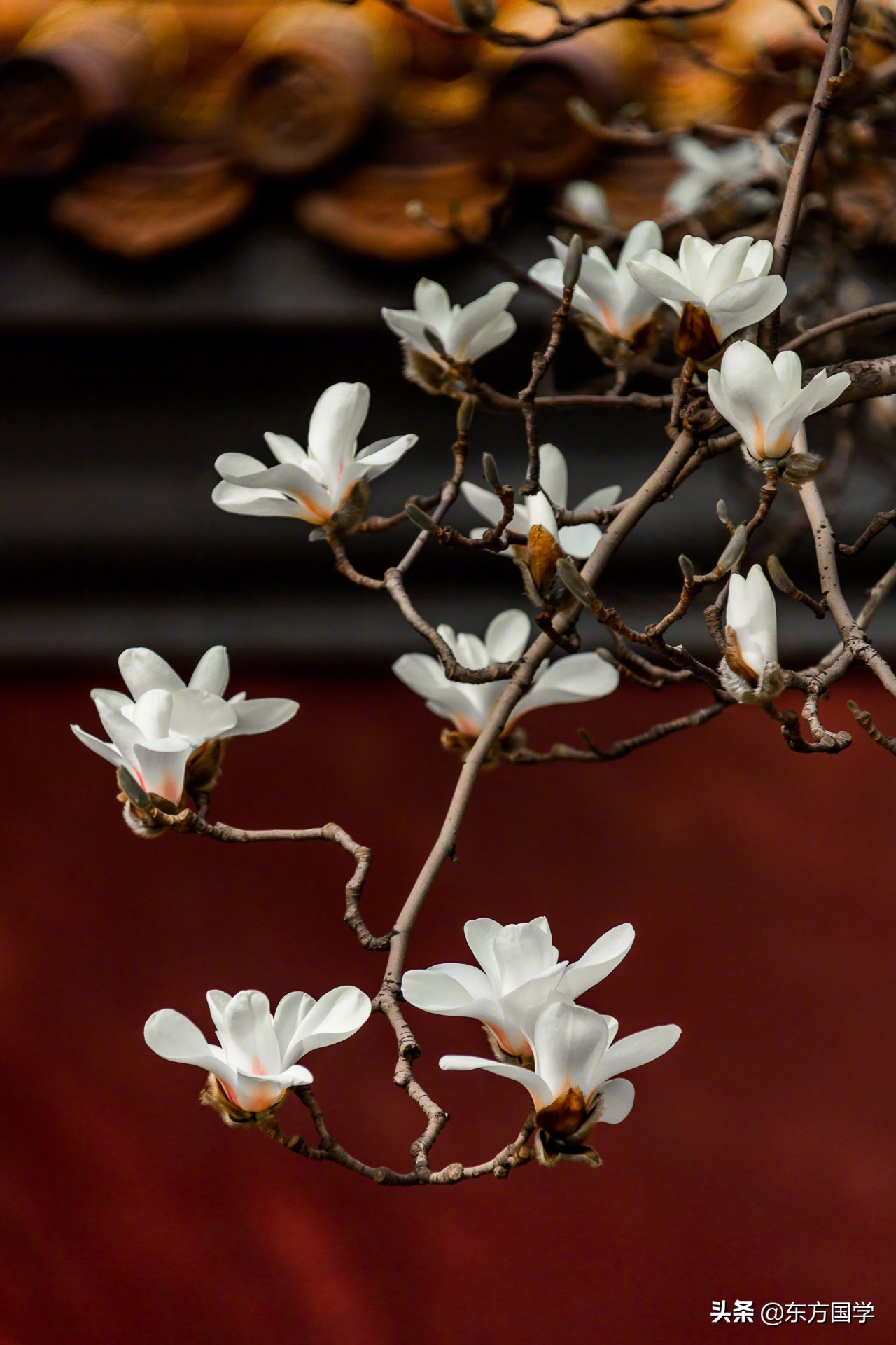 @所有人，周末一起赏玉兰，五处北京玉兰美景