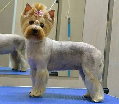 把狗毛都剃了狗会生气吗,把狗毛全部剃完跳蚤就没吗