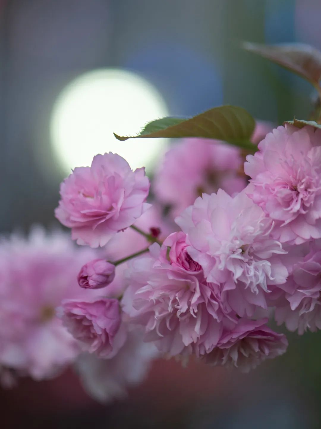 成都十大绿道旅游线路推荐,成都绿道最佳观赏地点
