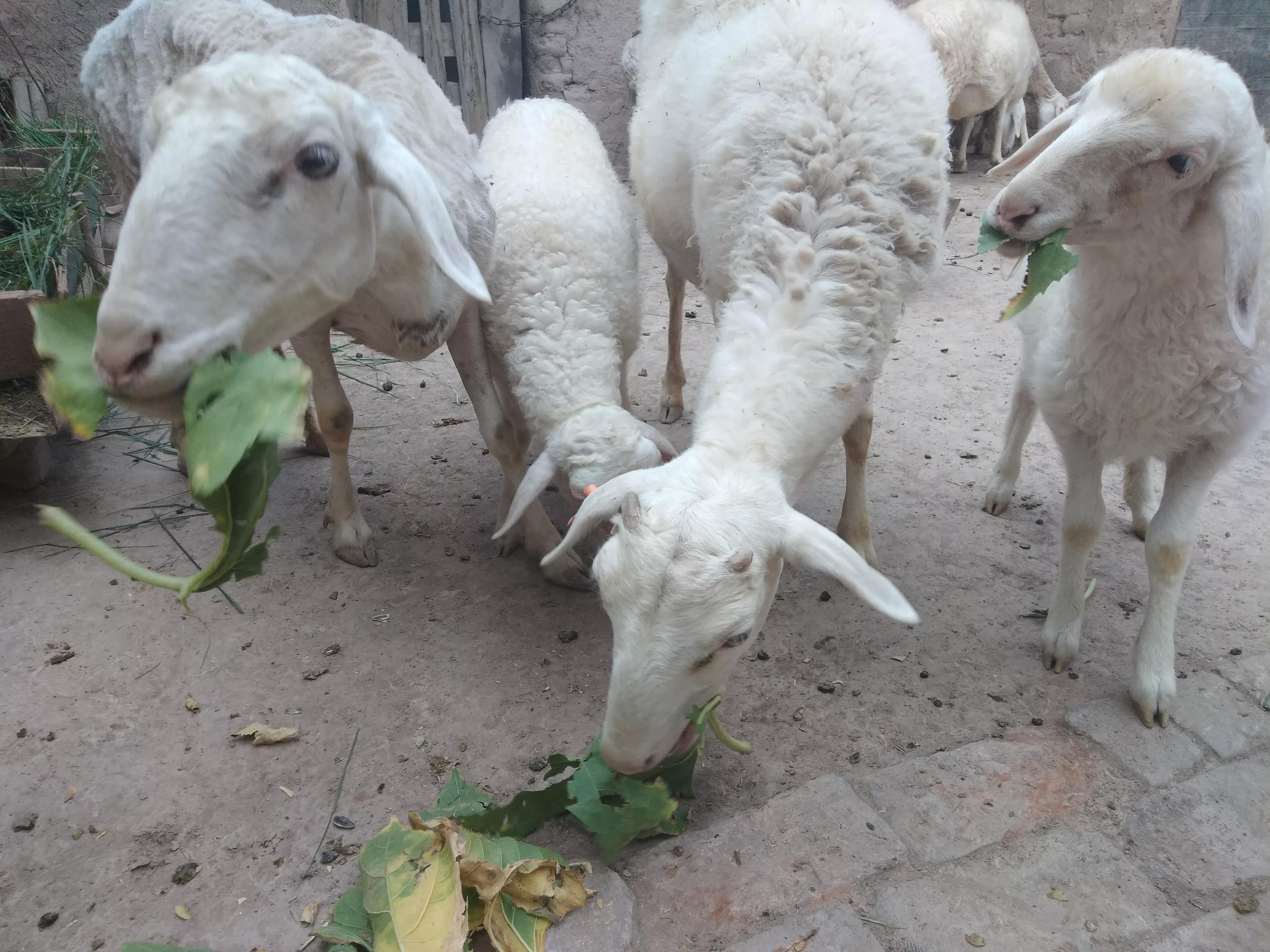 手里有5万元现金，养羊好还是养鸡好？80后养羊小伙经验谈