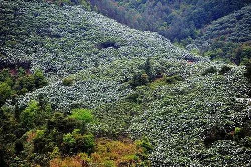 城厢区常太镇首届“壶兰耕读·云上枇杷文化节”暨第22届枇杷节来啦！快来“嗨枇”吧~
