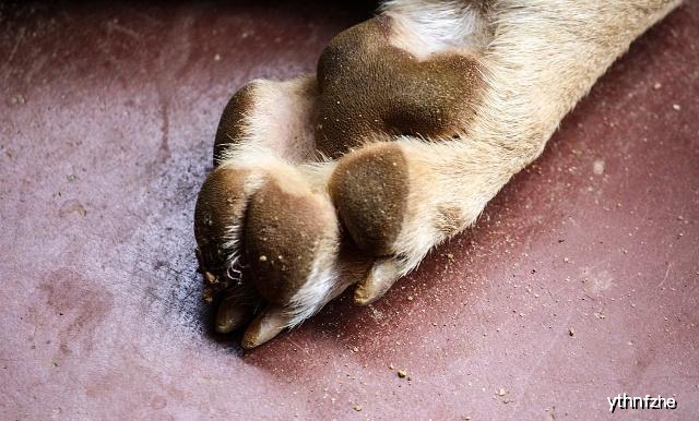 狗狗腕关节的肉球是什么,狗狗的肉球