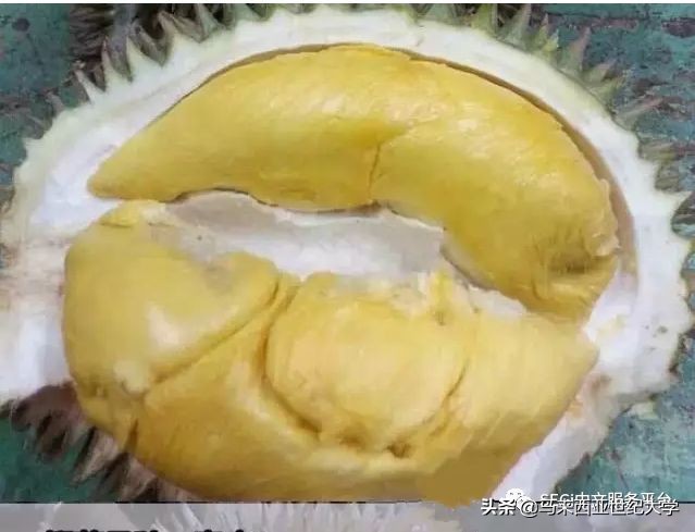 马来西亚榴莲品种大全,马来西亚d14榴莲是什么品种