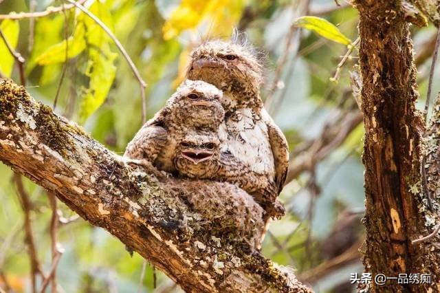 鸟类名字生僻字,带有鸟字的生僻字