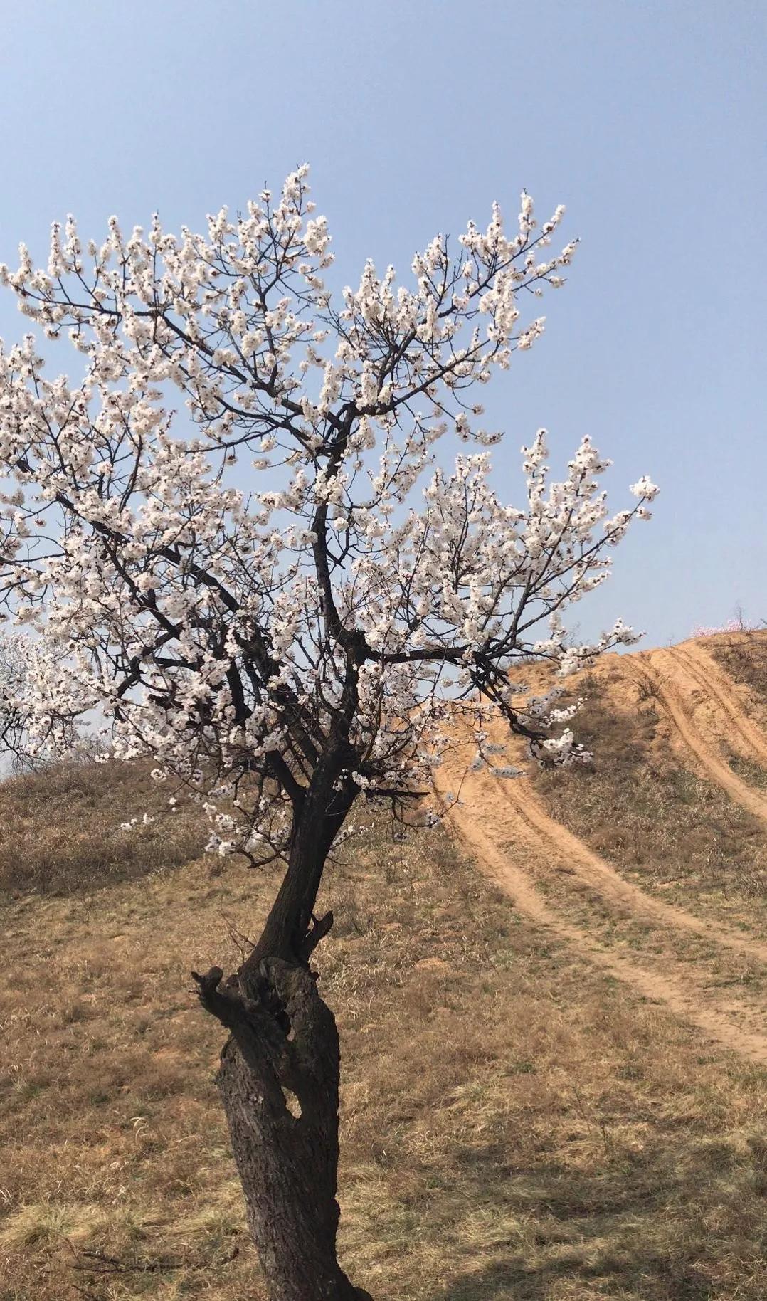 百年古杏林，似苍龙腾越，似雄鹰展翅，笔者带你走入这醉美的地方