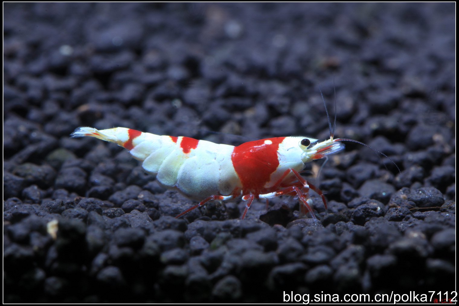 水晶虾产卵用单独饲养吗,水晶虾饲养视频教程