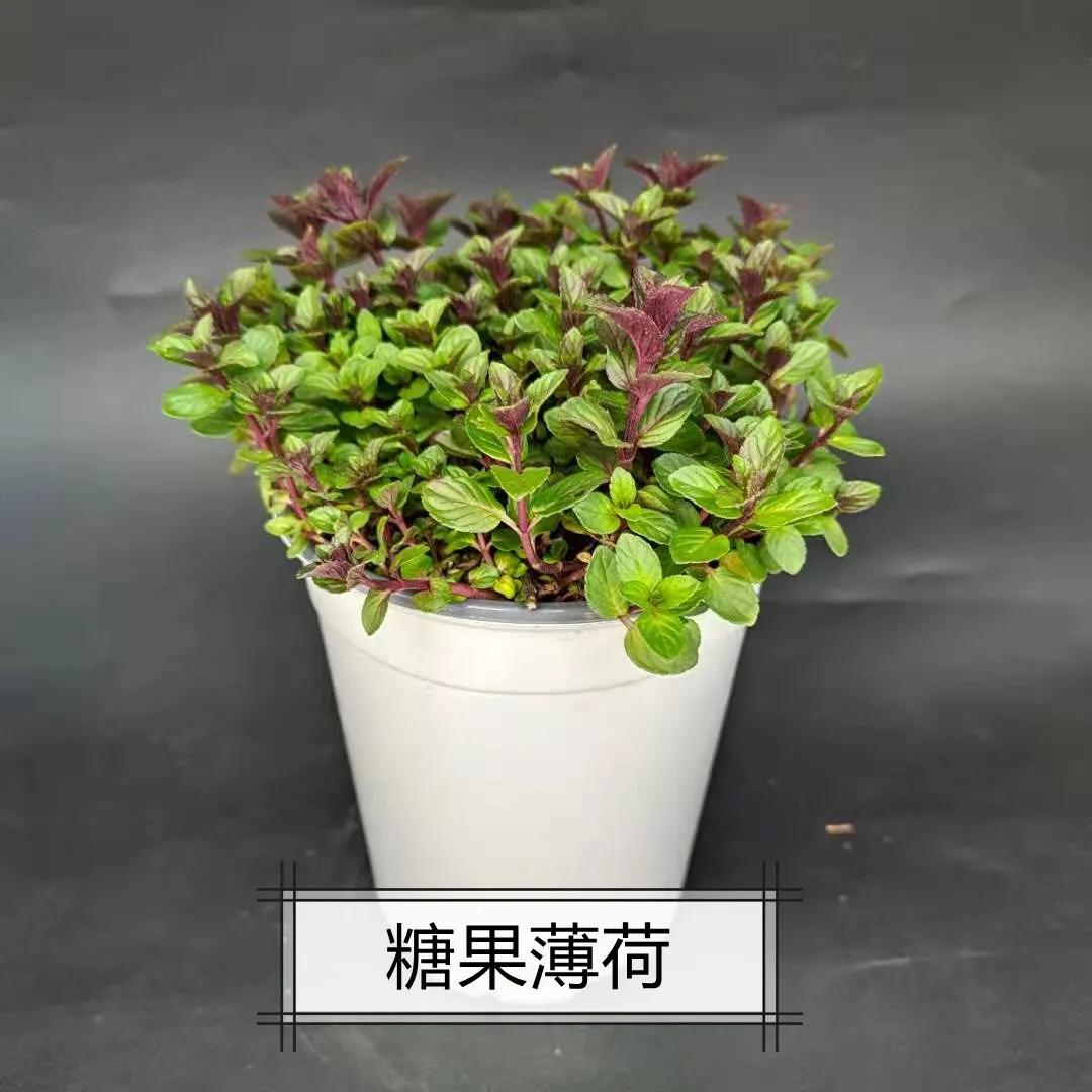 观花草本植物推荐,最具观赏性的观叶植物