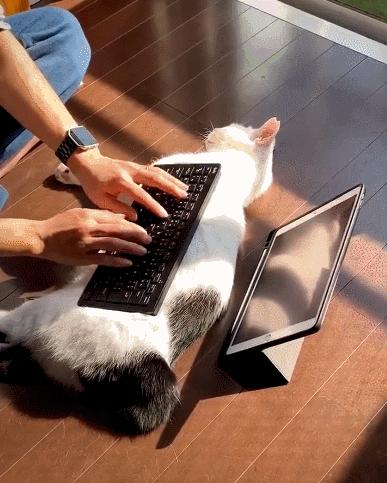 北大石狮子绝育事件,北大石狮子修复了吗