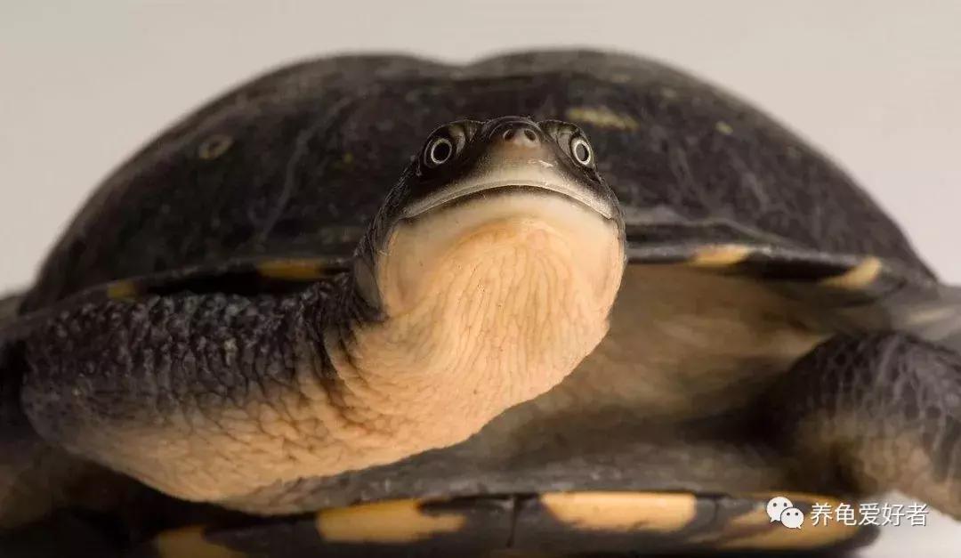 小龟冬眠前多久清肠,龟冬眠清肠的温度是多少