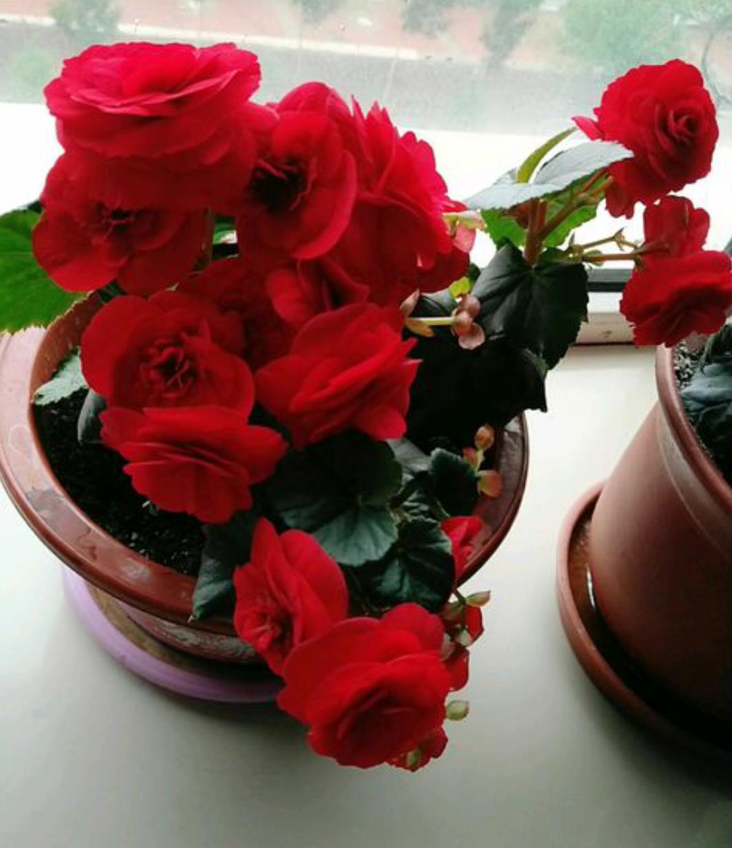 丽格海棠好看不好养？掌握正确的养殖技巧，叶绿花红养得久