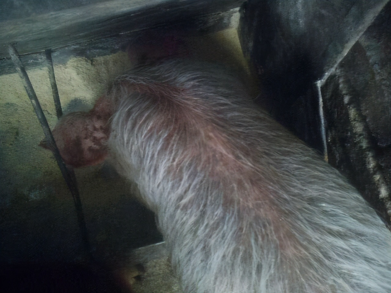 仔猪油皮病怎么防治,仔猪油皮什么原因造成的