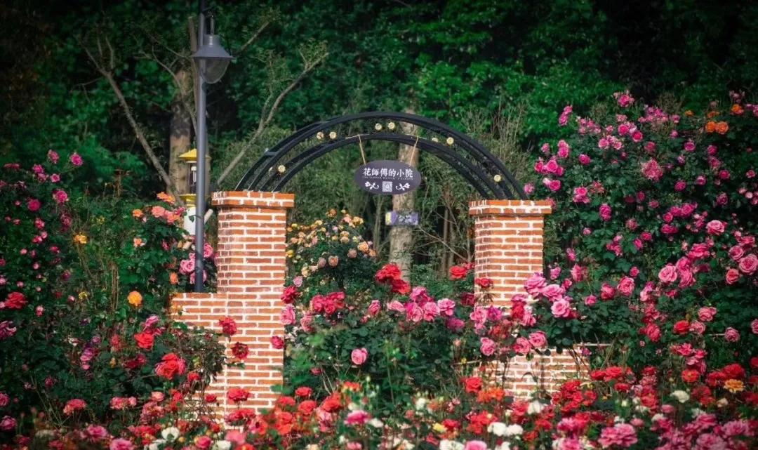 南京溧水千亩玫瑰,南京玫瑰园千亩花海迎来盛花期