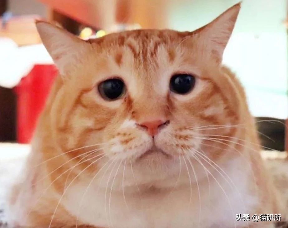 猫咪一副听不懂人话的样子,猫咪一副不太聪明的样子