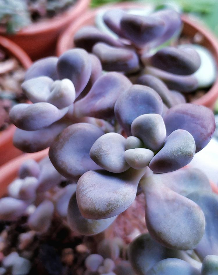 记录多肉长大的全过程,记录所有多肉成长过程