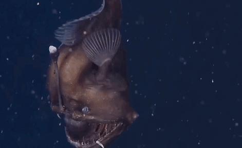 透明变异章鱼 (章鱼体内白色球状物是什么)