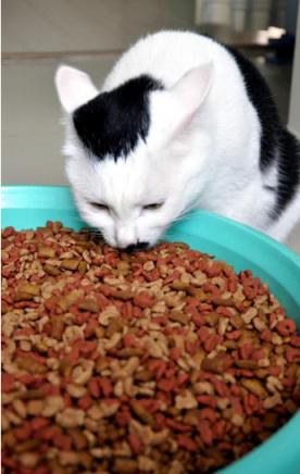 外出七天猫咪怎么安置,假期猫咪独自在家猫砂怎么处理