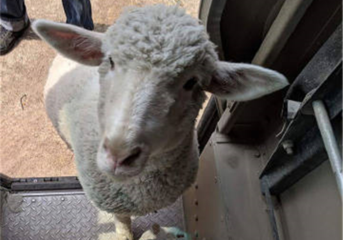 邮递员身边总有小宠物，还偷偷上他车，竟是被其身上的气味吸引