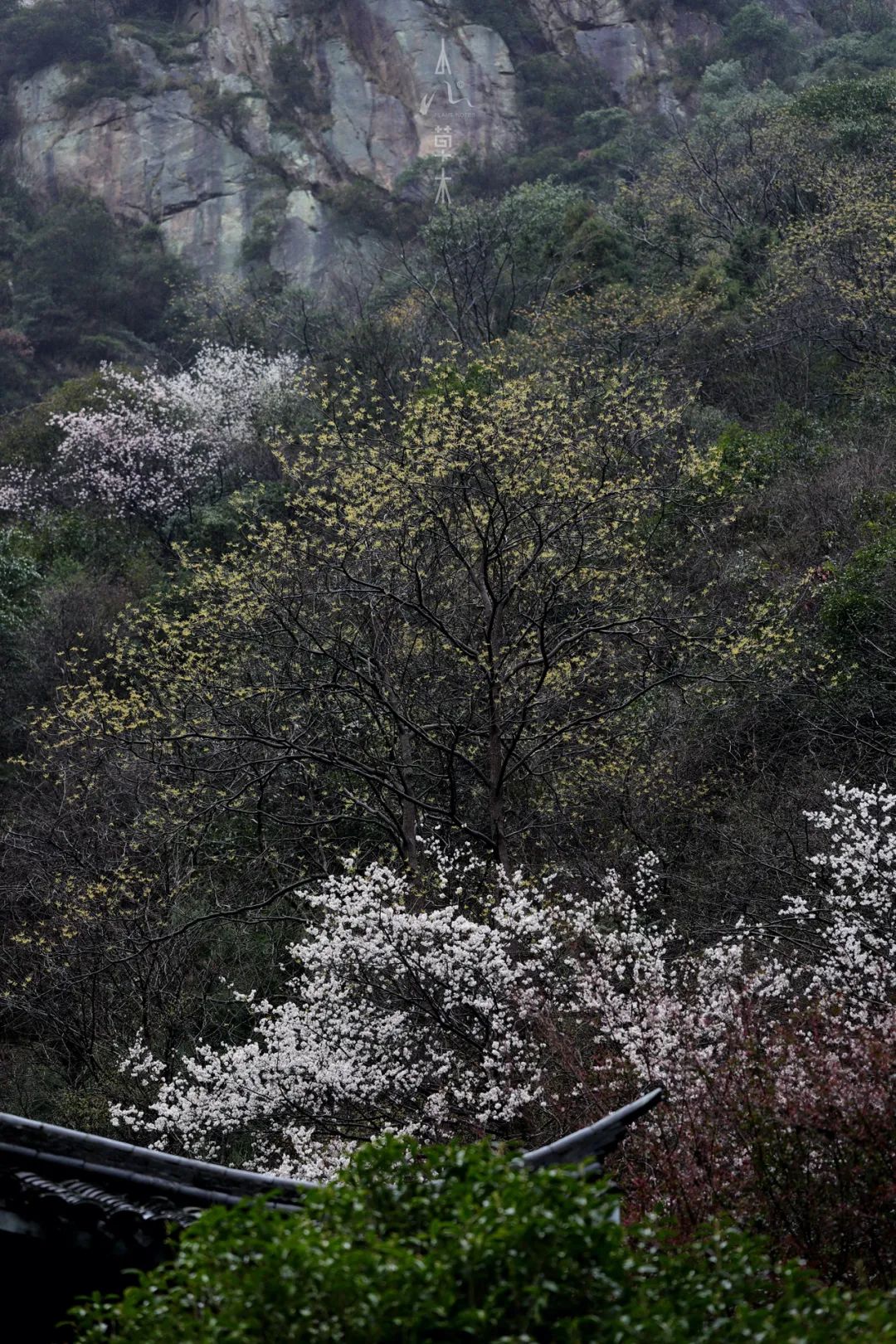 四明山龙观山,四明山国家森林公园樱花
