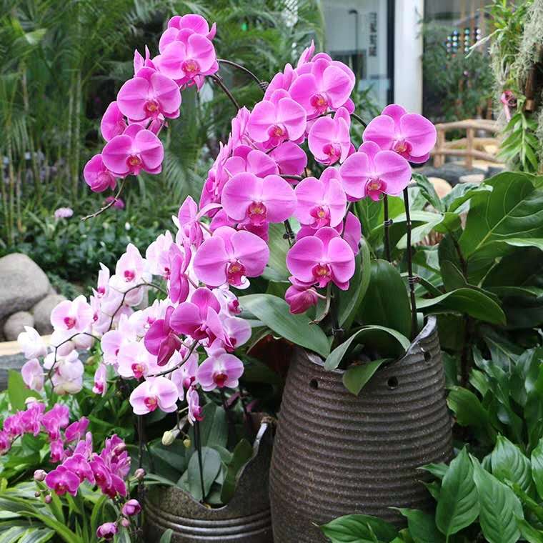 蝴蝶兰开花期间烂根,两棵蝴蝶兰的养殖方法