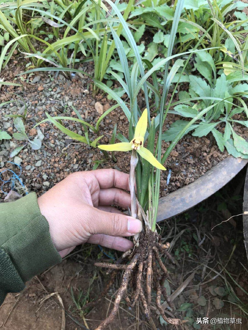 名贵兰花好养易活精品花苗盆栽,最适合贵州阳台种植的兰花