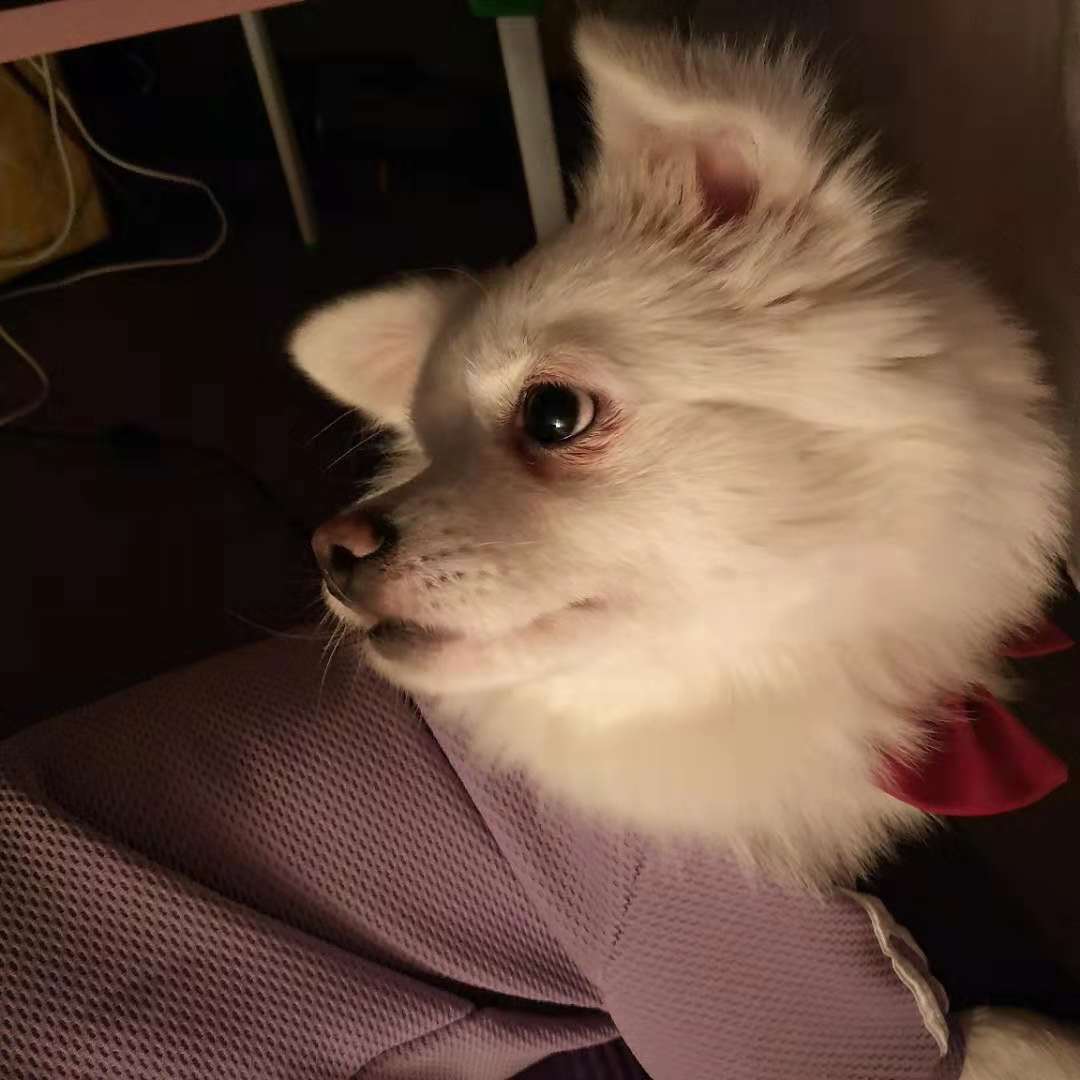 我们的双十一买什么,双十一我买了啥视频