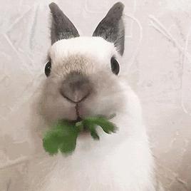 微信聊天如何生成表情包,微信隐藏表情包聊天玩法