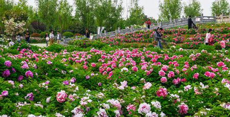 南阳春天踏青,南阳有哪些适合春游的地方