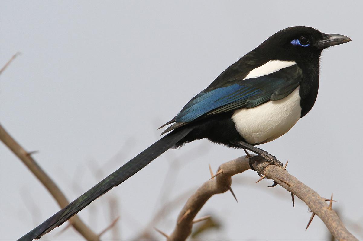 东江揽胜,惠州淡水常见鸟类图谱