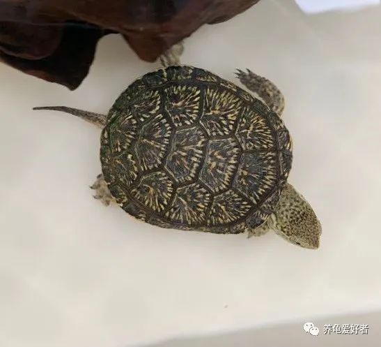 养龟秘诀,养龟掌握这九大秘诀还怕养不好吗