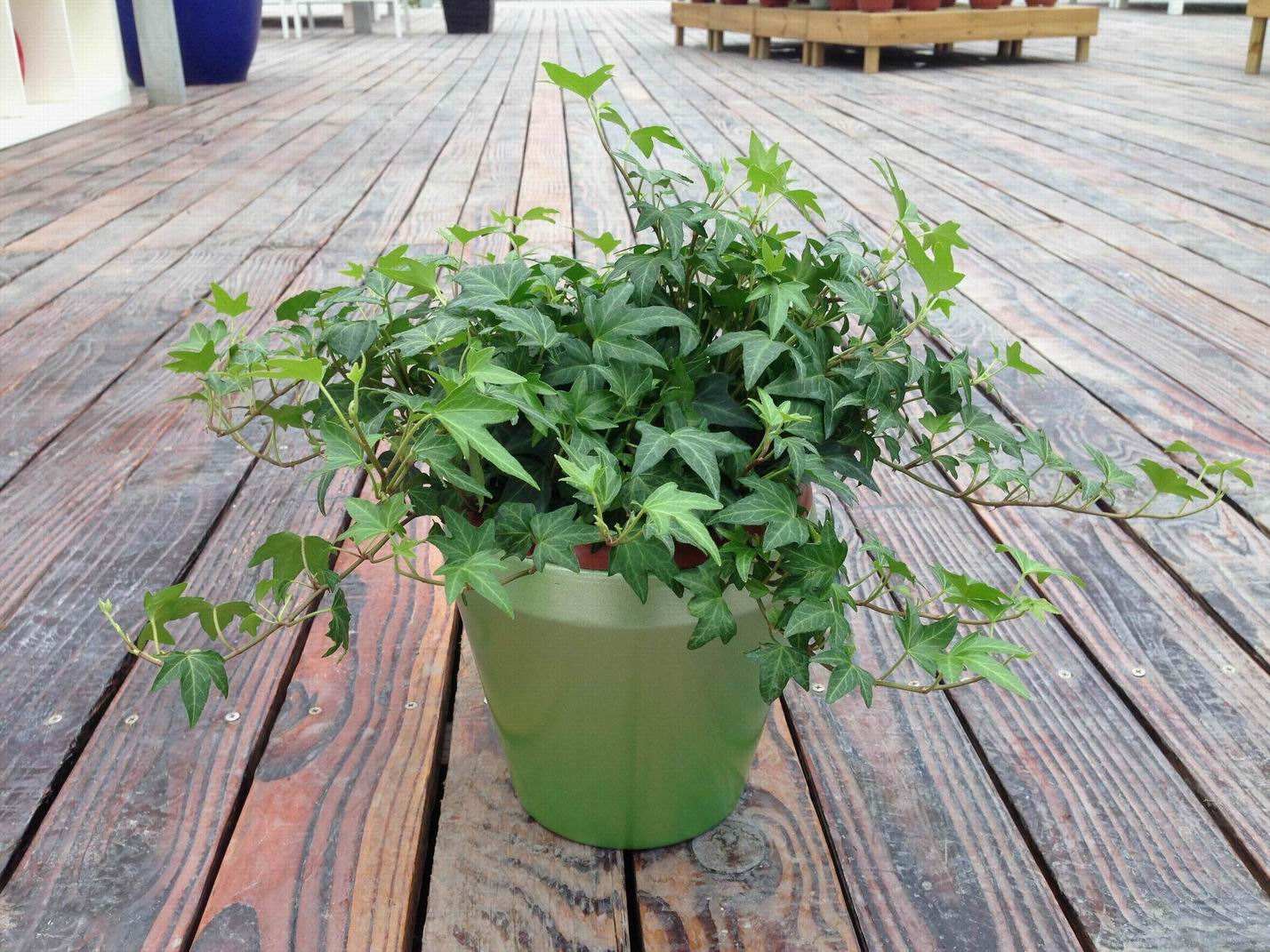 好养又吸收尼古丁的植物,家里有吸烟的千万别养这种植物