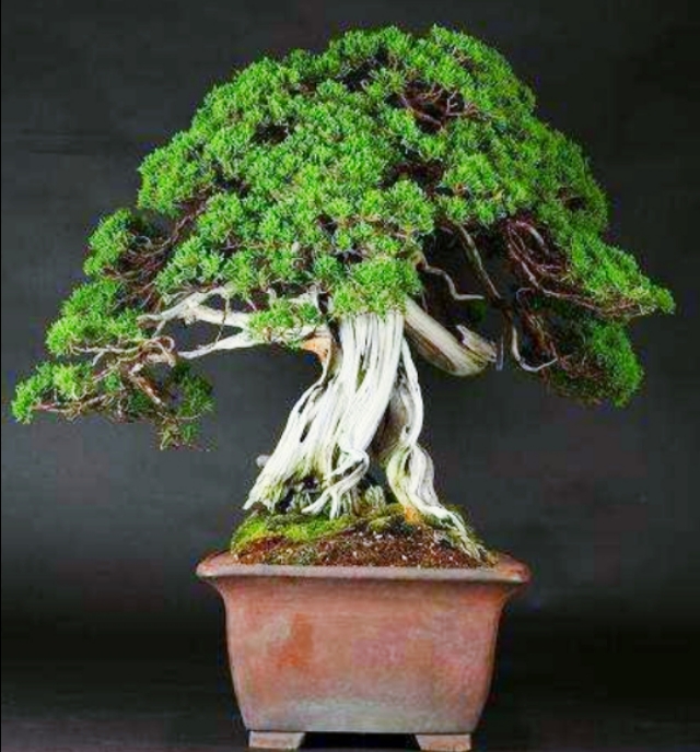 柏树桩盆景的造型,柏树舍利杆与枝条怎么完美过渡