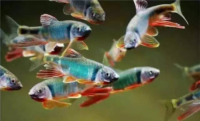 常见观赏鱼有哪些种类,不错的观赏鱼有哪些种类