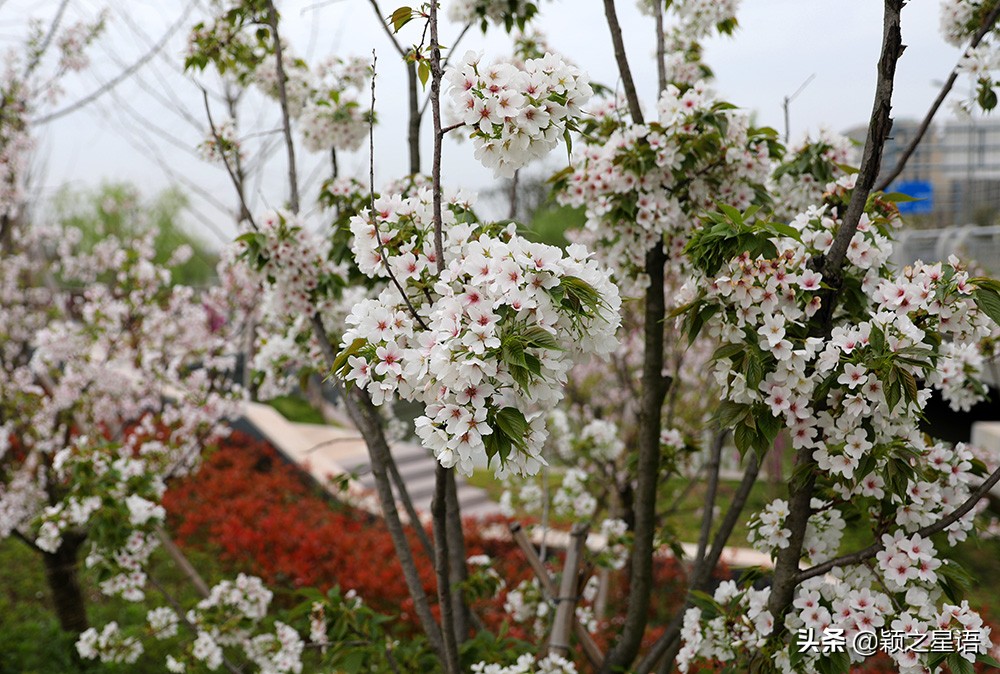 十里樱花十里尘,十五个赏樱地,赴一场樱花之恋