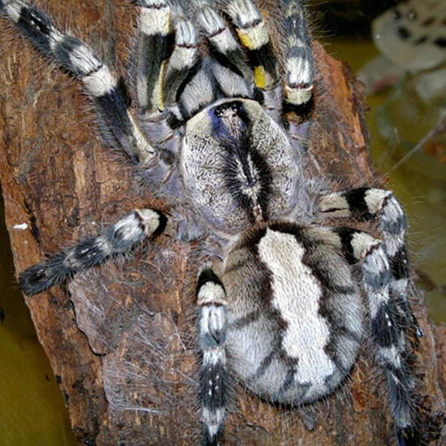 被过分*制抵**的爬宠，能不能存在于阳光之下？