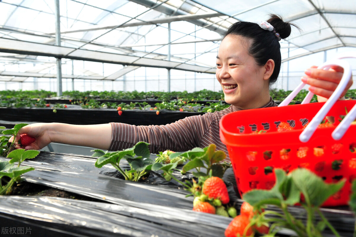 乡村振兴下的农村创业前景分析,乡村振兴山区农业出路在哪里