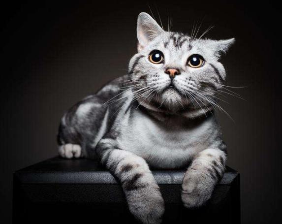 现在最流行的猫品种,价格贵的猫