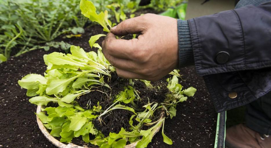 蔬菜叶子发黄怎么办，施肥很重要，选对肥、用好肥蔬菜长得棒棒哒