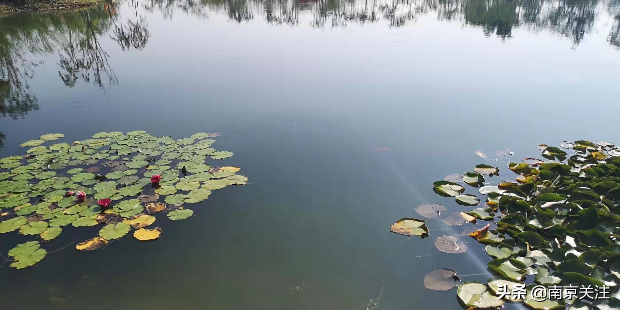 溧水三叶梦华苑有哪些好玩的地方,溧水三叶梦华苑秋天看什么