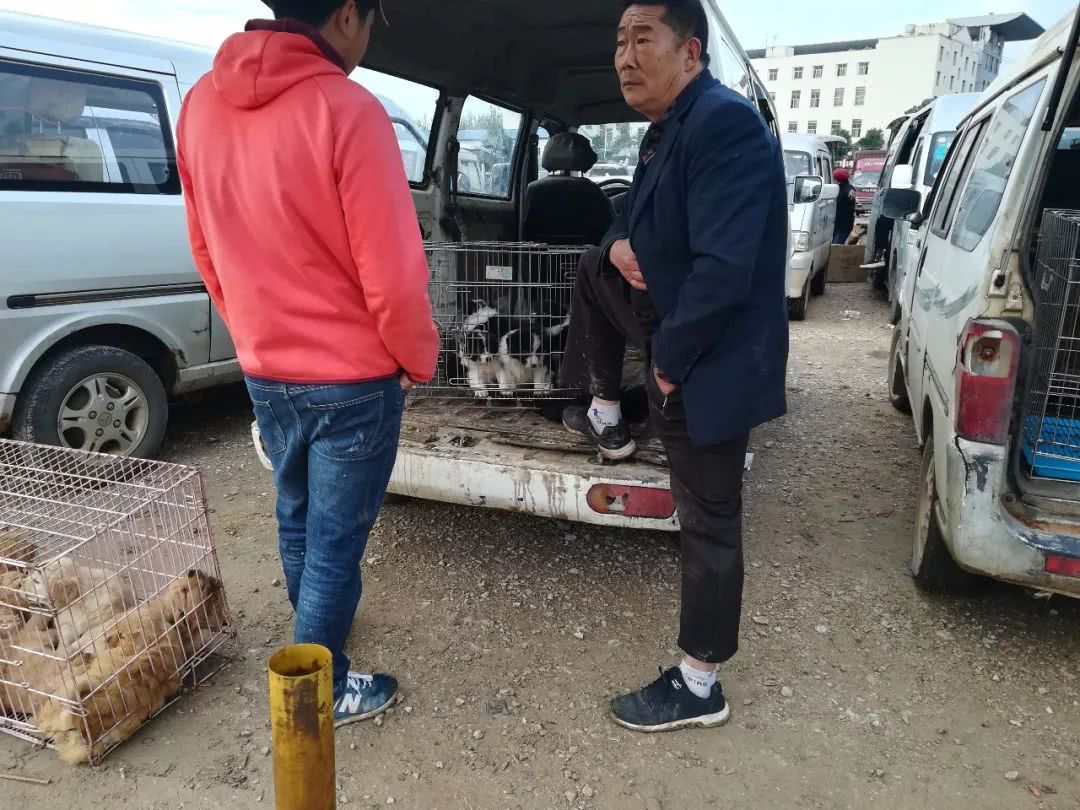 边境牧羊犬在狗市场怎么买,犬舍买边境牧羊犬