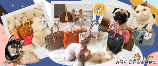 超好看的宠物包,好看又大的宠物包
