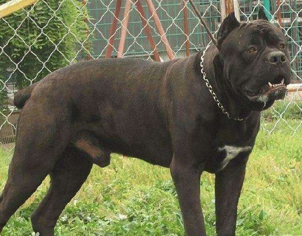 霸气勇猛的卡斯罗护卫犬,卡斯罗护卫犬保镖