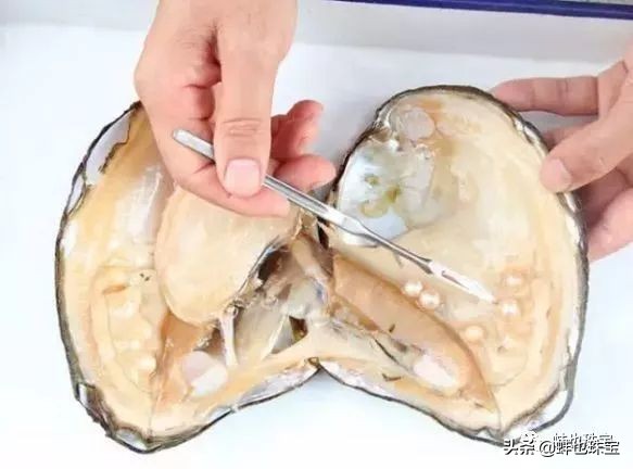 珍珠是什么物质组成的,珍珠是什么做的