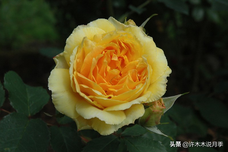 奥斯汀花型月季推荐,奥斯汀月季2020新品种