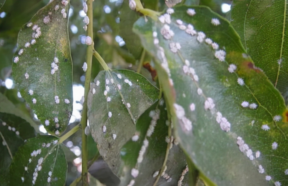 蚧壳虫怎么消灭最简单方法,蚧壳虫怎样彻底消灭小妙招